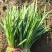 镇平县精品韭菜