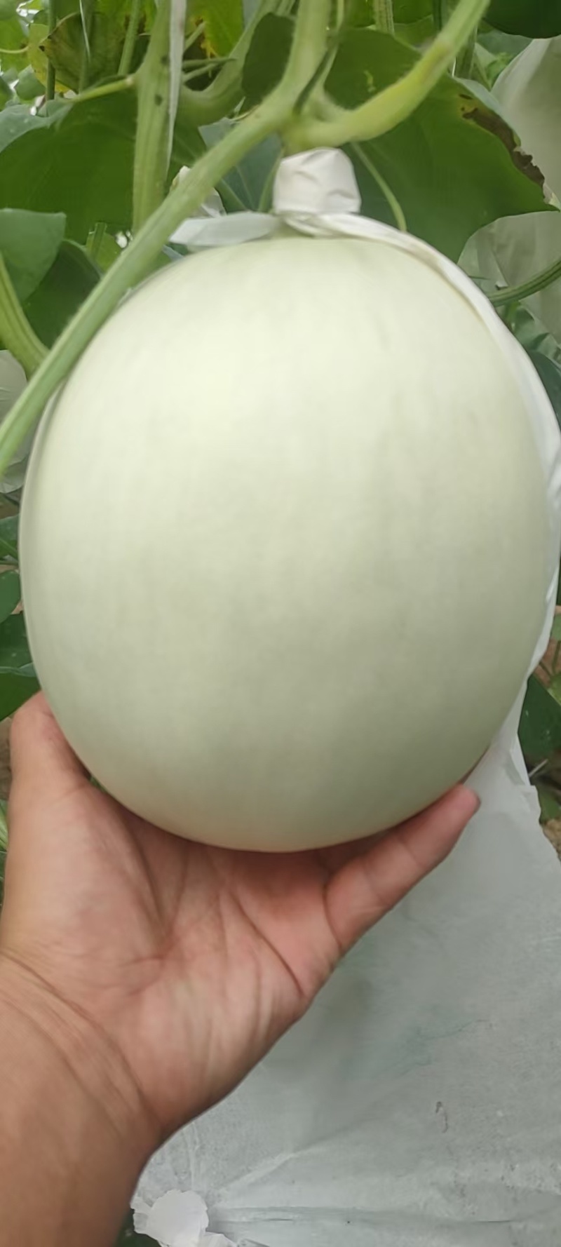 精品玉菇，久红瑞