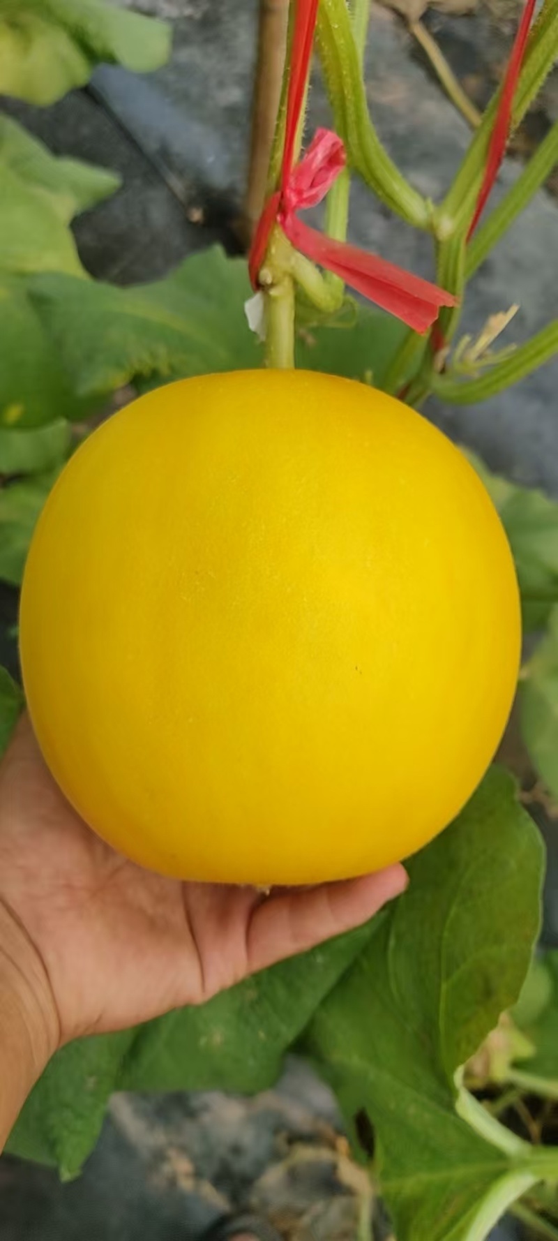 精品玉菇，久红瑞
