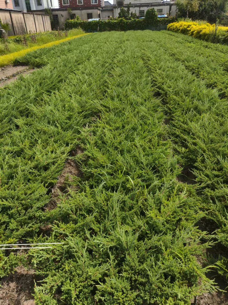 爬地柏大杯高度:35一40cm，基地有量，欢迎来订购。