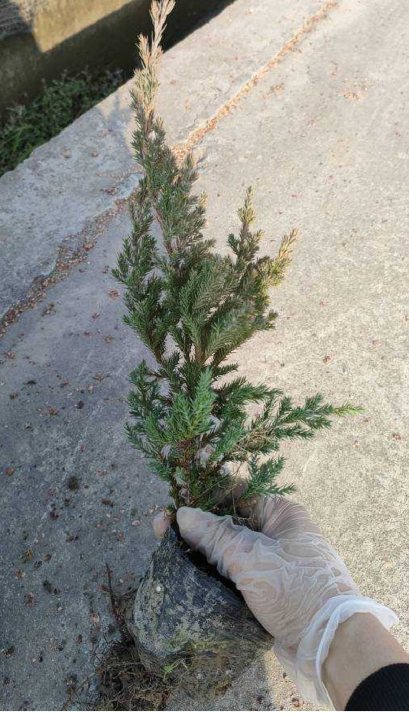 爬地柏大杯高度:35一40cm，基地有量，欢迎来订购。