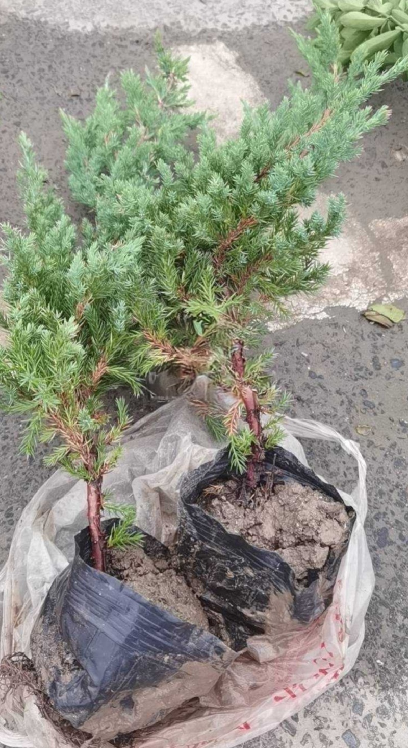 爬地柏大杯高度:35一40cm，基地有量，欢迎来订购。