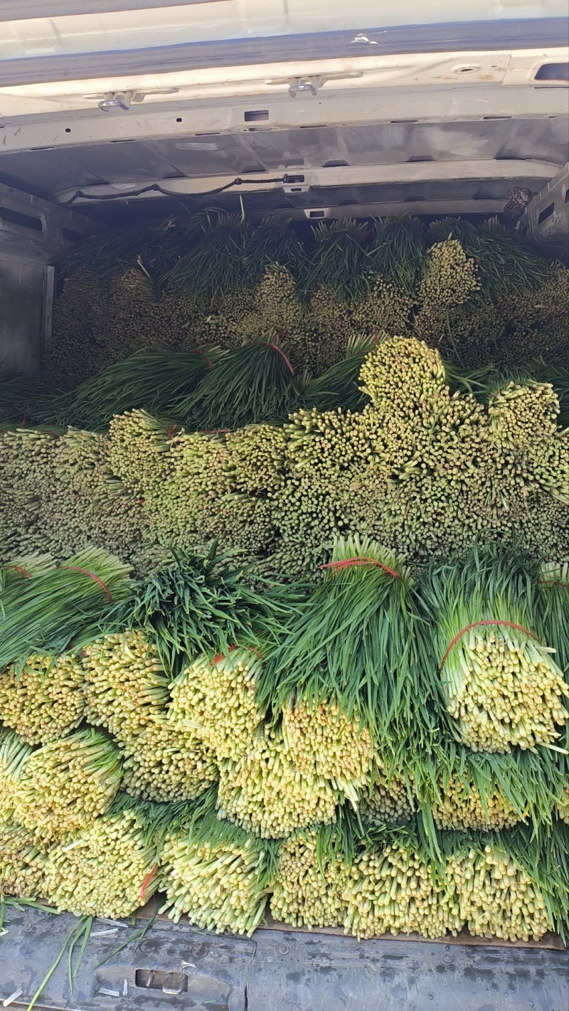 镇平县精品韭菜