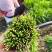 镇平县精品韭菜