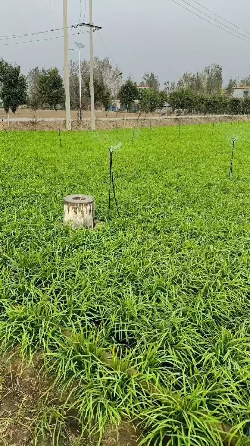 镇平县精品韭菜