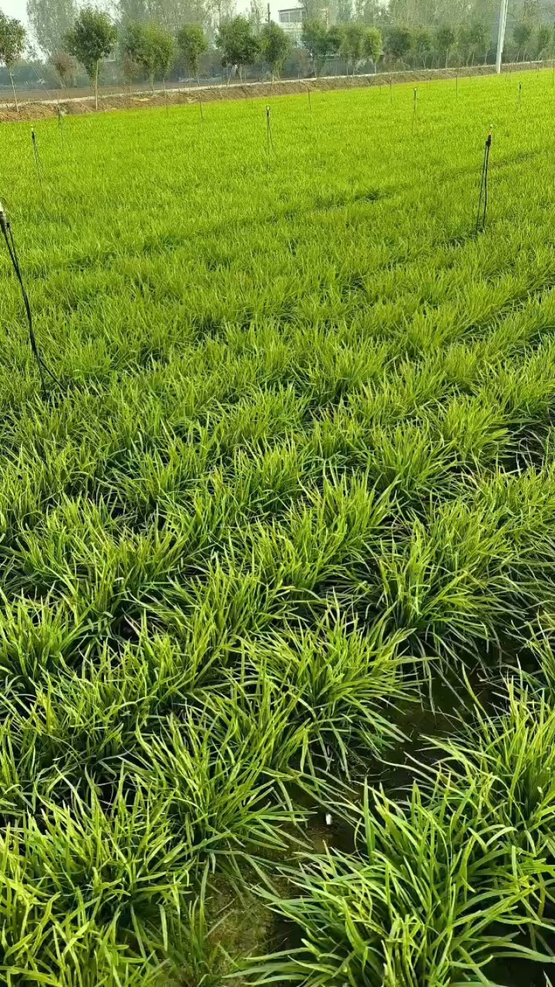 镇平县精品韭菜