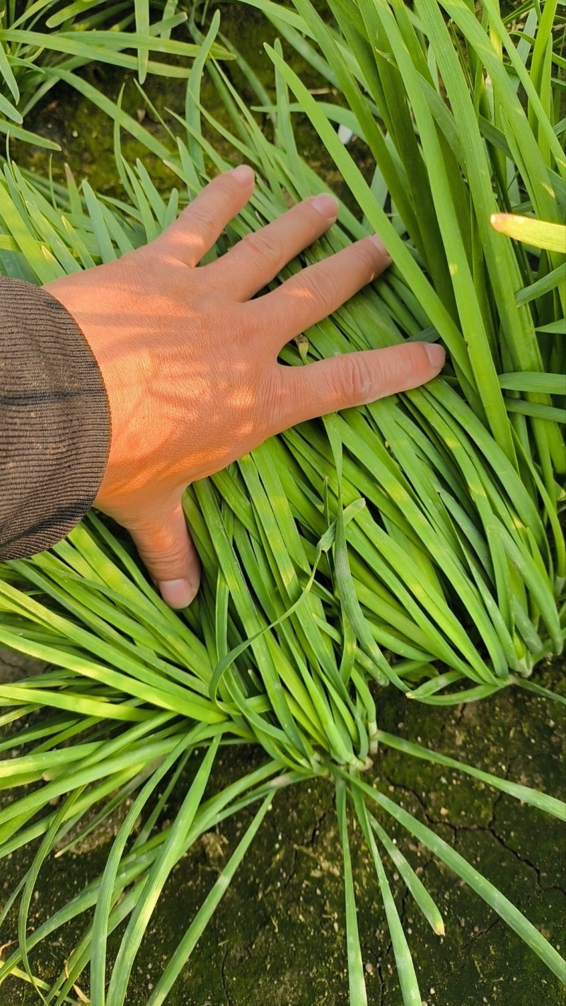 镇平县精品韭菜