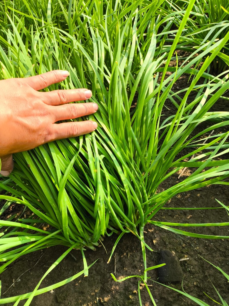 镇平县精品韭菜