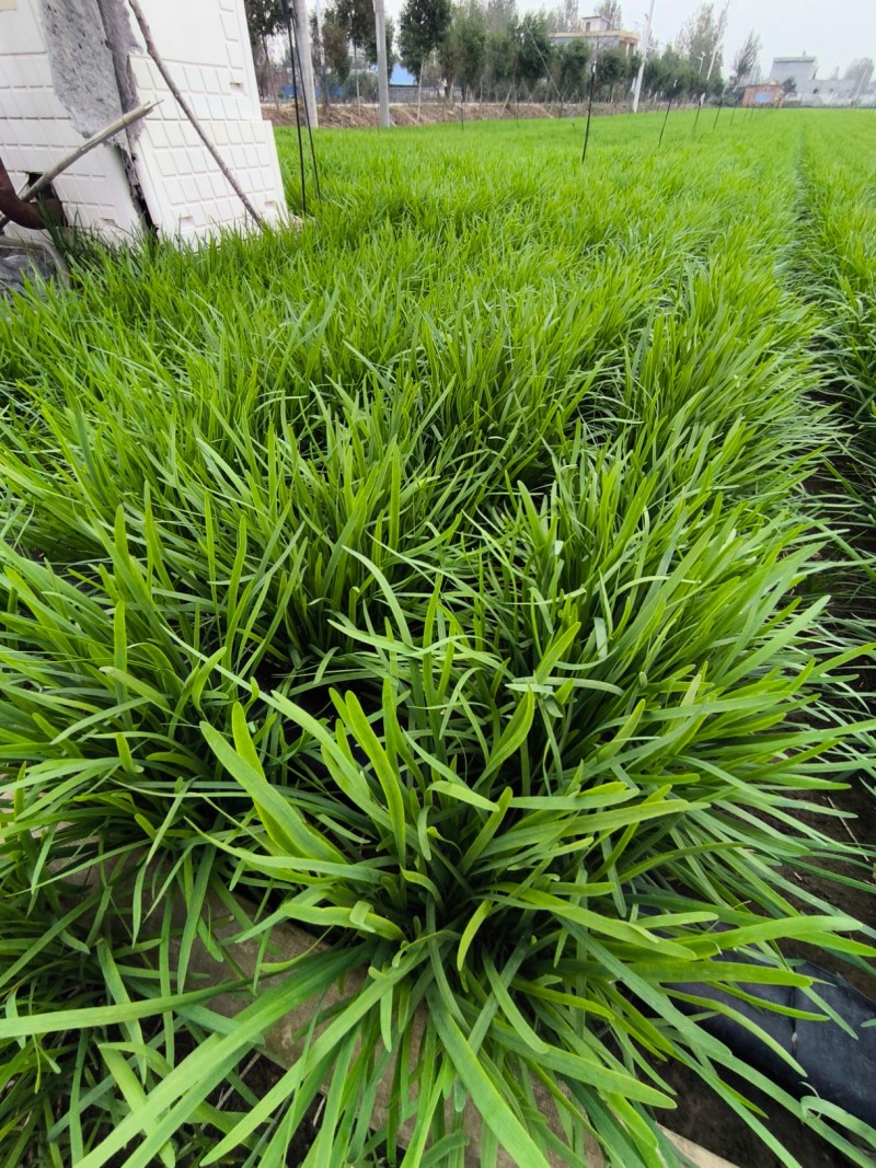 镇平县精品韭菜