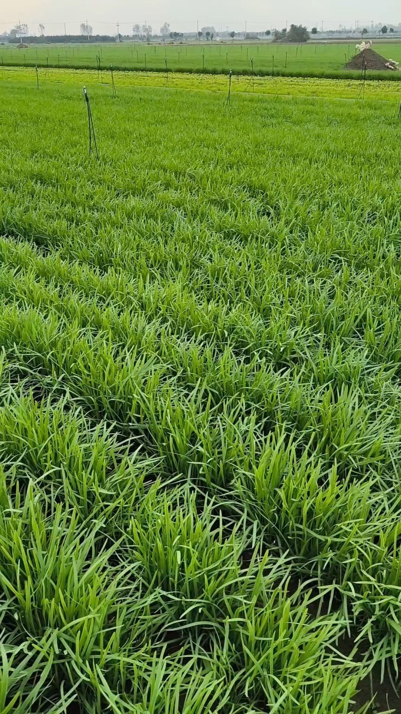 镇平县精品韭菜
