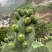 仙桃果