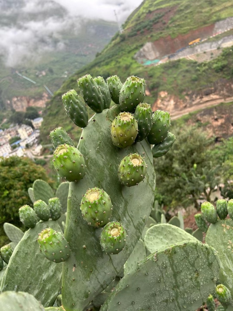 仙桃果