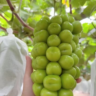 阳光玫瑰葡萄