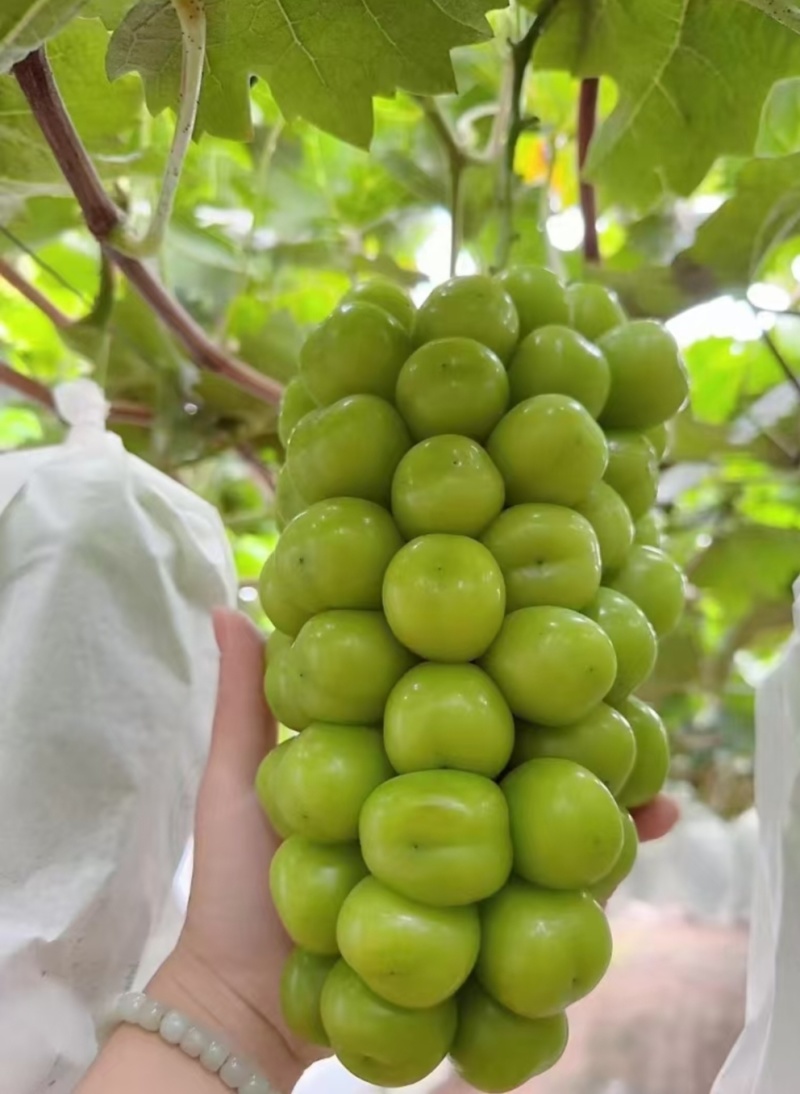 阳光玫瑰葡萄