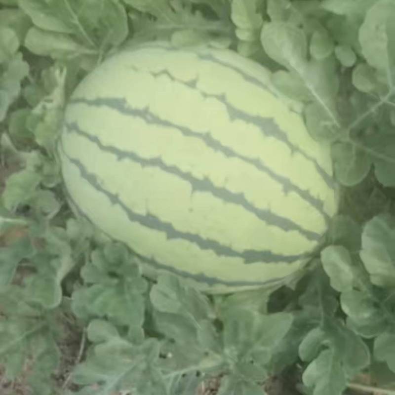西瓜出售，有籽