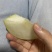 自家皇冠梨
