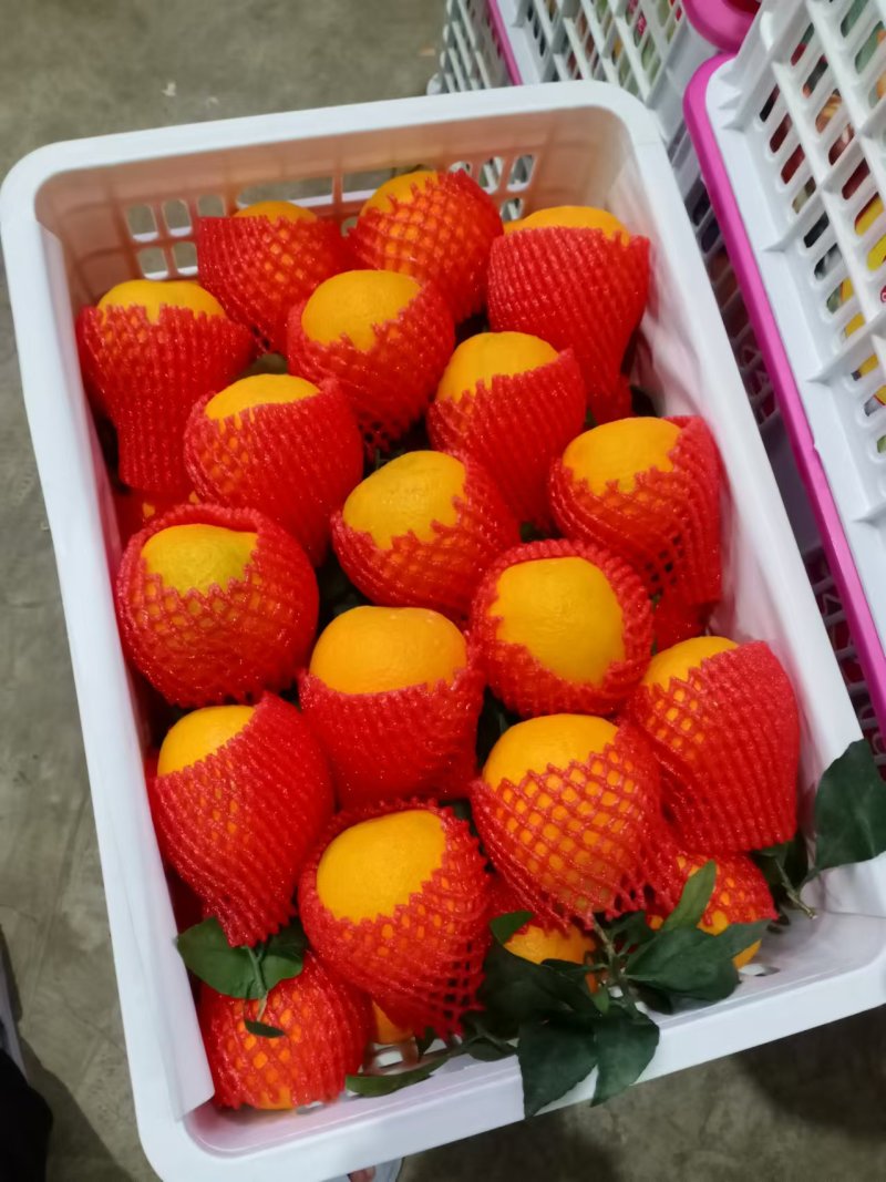 云南蜜桔