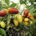 子弹头枣，马牙枣！专业一件代发！对接各大电商和市场！