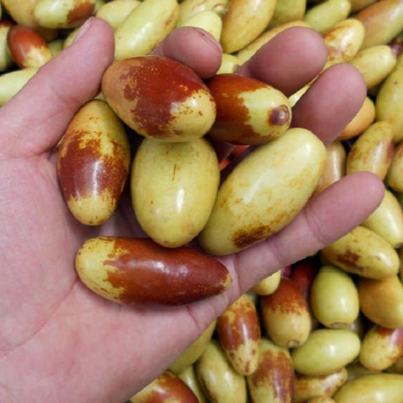 子弹头枣，马牙枣！专业一件代发！对接各大电商和市场！