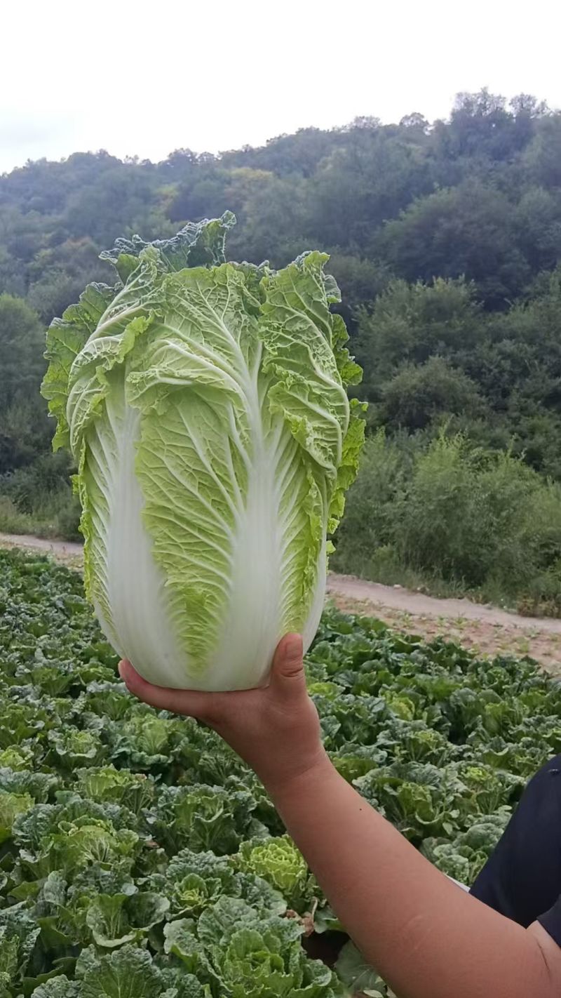 千亩黄心白菜已上市量大便宜