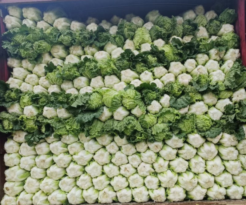 千亩黄心白菜已上市量大便宜
