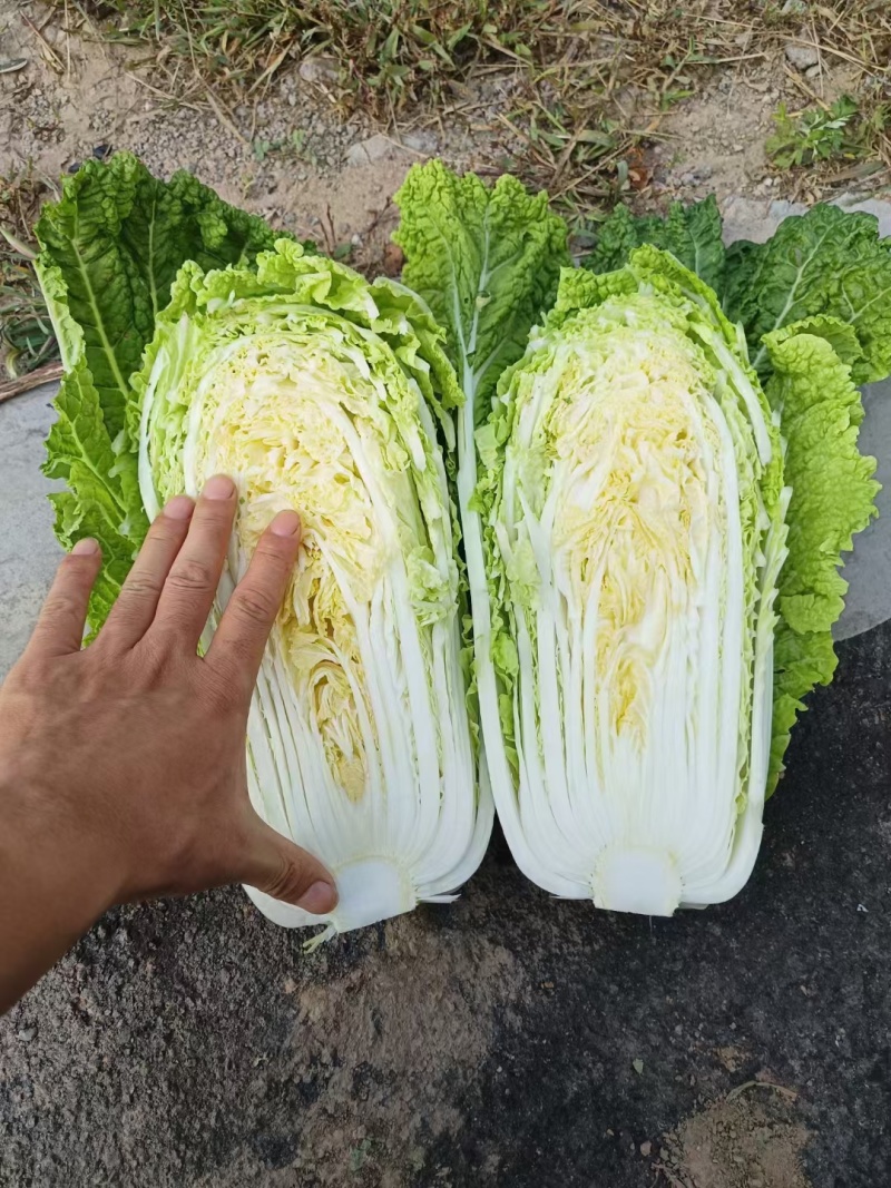 千亩黄心白菜已上市量大便宜