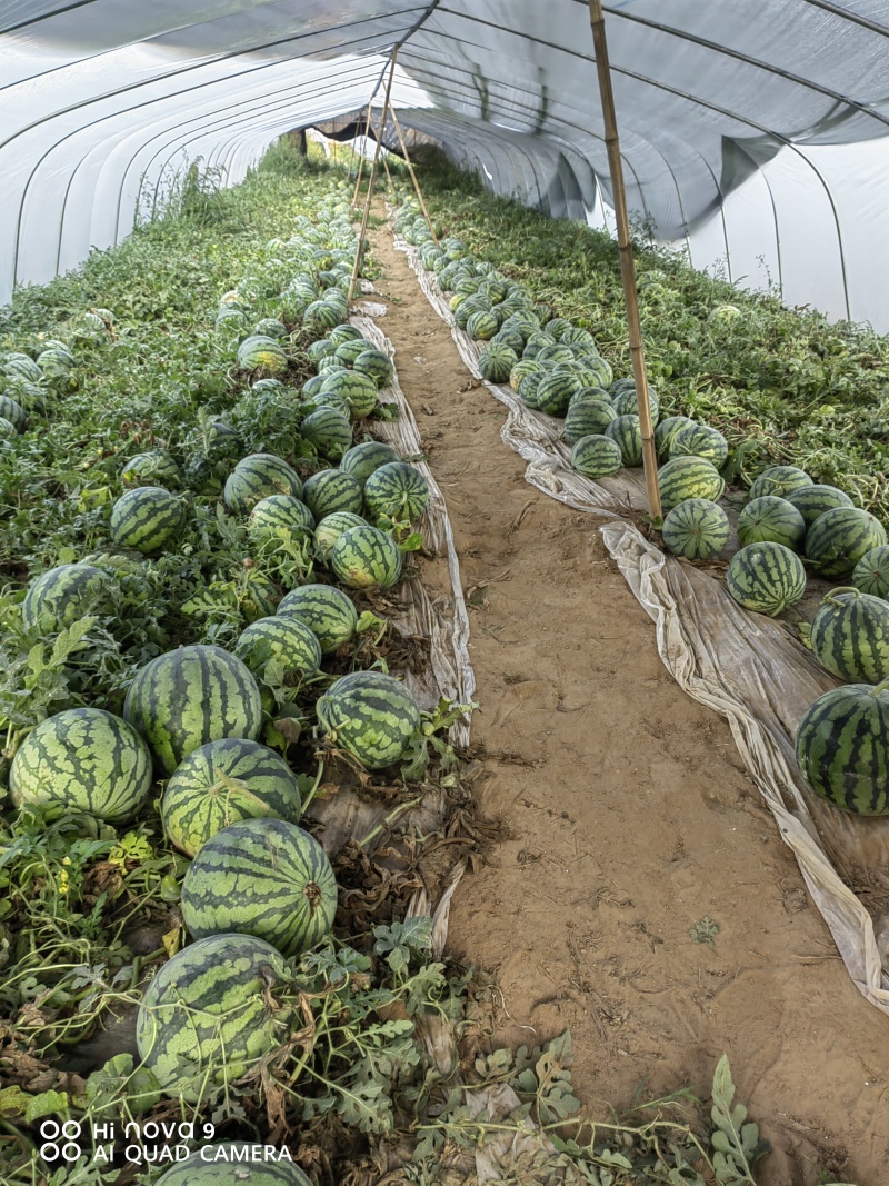 河北无籽美都，大量供应，诚信经营，糖度高，品质保证