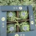 河北无籽美都，大量供应，诚信经营，糖度高，品质保证