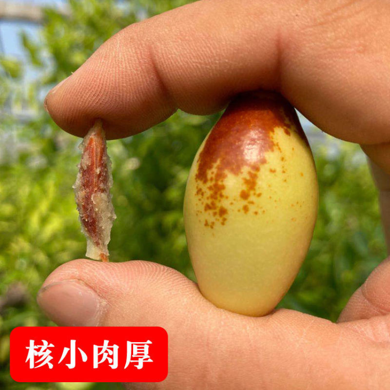 马牙枣！子弹头枣！专业一件代发！对接各大电商平台和市场！