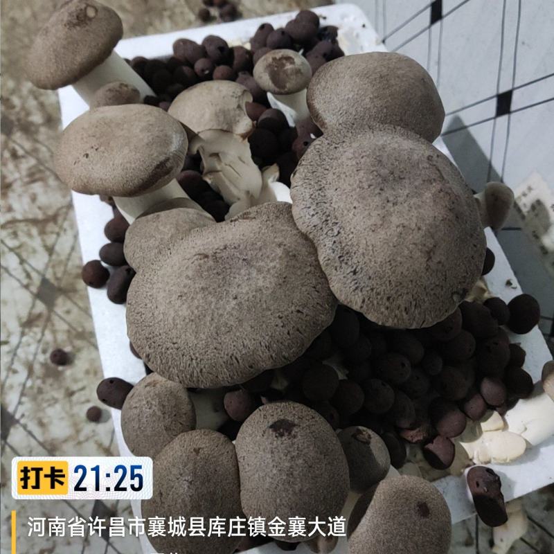 灵芝菇菌种，菌包，原种，出菇菌包，每个出菇1.5斤