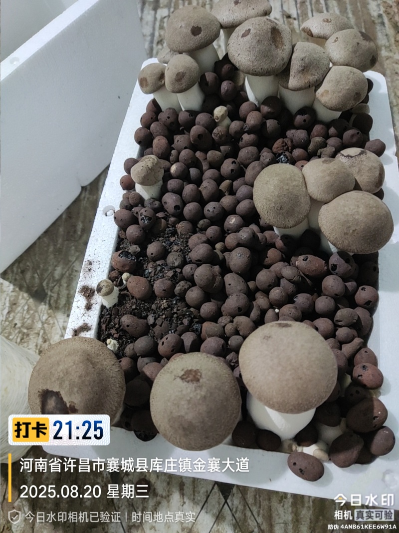 灵芝菇菌种，菌包，原种，出菇菌包，每个出菇1.5斤