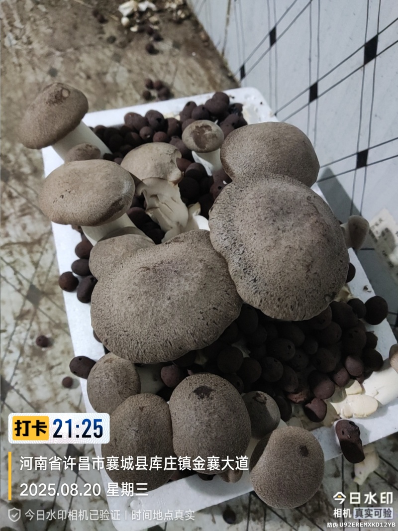 灵芝菇菌种，菌包，原种，出菇菌包，每个出菇1.5斤