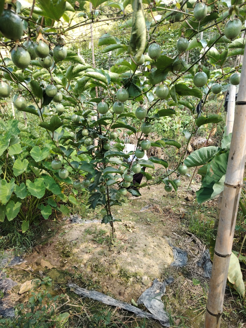 龙胜高山百香果