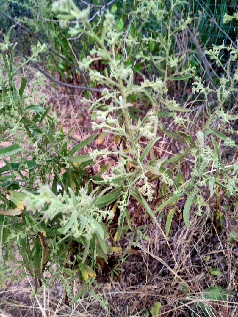臭灵丹草，小叶野生无硫，自然晒干。可切段粉碎或打机压包。