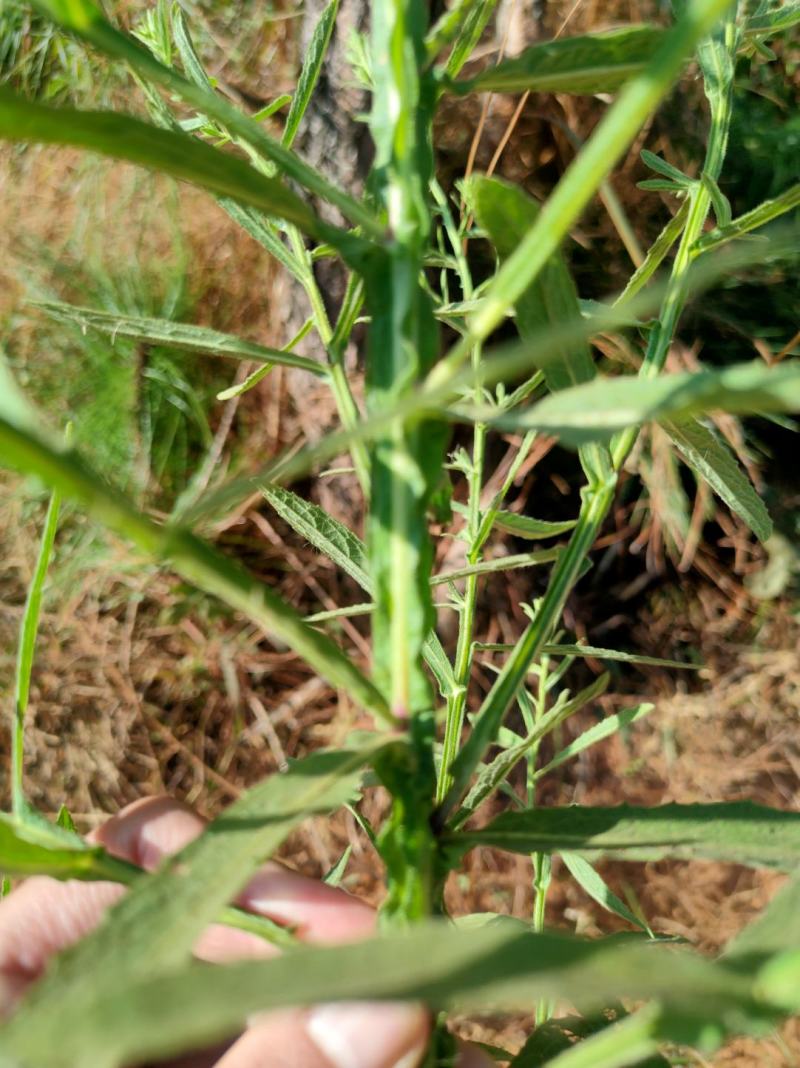 臭灵丹草，小叶野生无硫，自然晒干。可切段粉碎或打机压包。