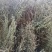 臭灵丹草，小叶野生无硫，自然晒干。可切段粉碎或打机压包。