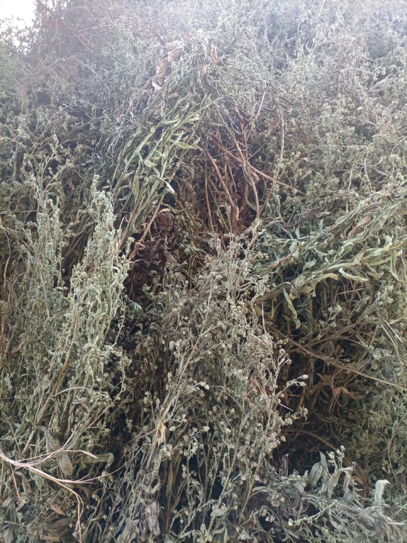 臭灵丹草，小叶野生无硫，自然晒干。可切段粉碎或打机压包。