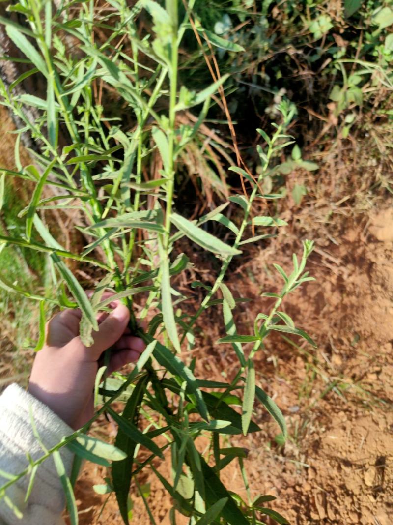 臭灵丹草，小叶野生无硫，自然晒干。可切段粉碎或打机压包。