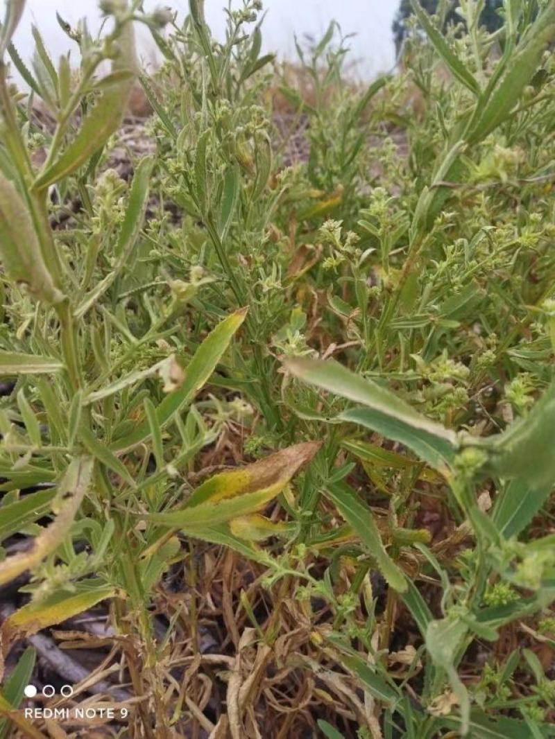 臭灵丹草，小叶野生无硫，自然晒干。可切段粉碎或打机压包。