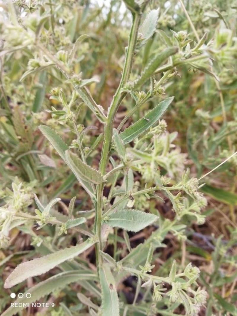 臭灵丹草，小叶野生无硫，自然晒干。可切段粉碎或打机压包。