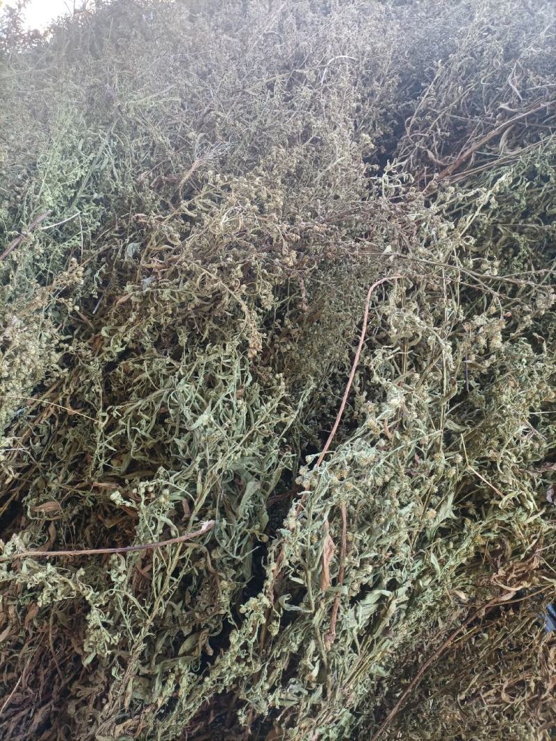 臭灵丹草，小叶野生无硫，自然晒干。可切段粉碎或打机压包。