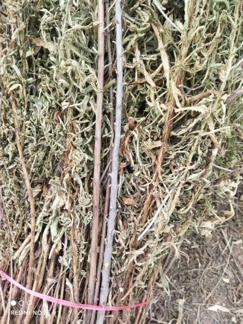 臭灵丹草，小叶野生无硫，自然晒干。可切段粉碎或打机压包。