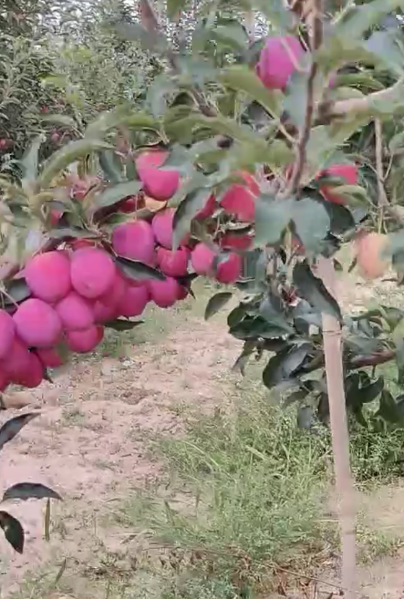 东北鸡心果