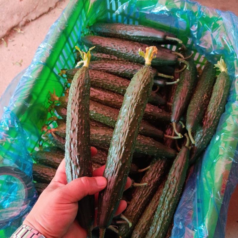山东黄瓜蜜刺，顶花带刺，大量供应一手货源，支持全国发货