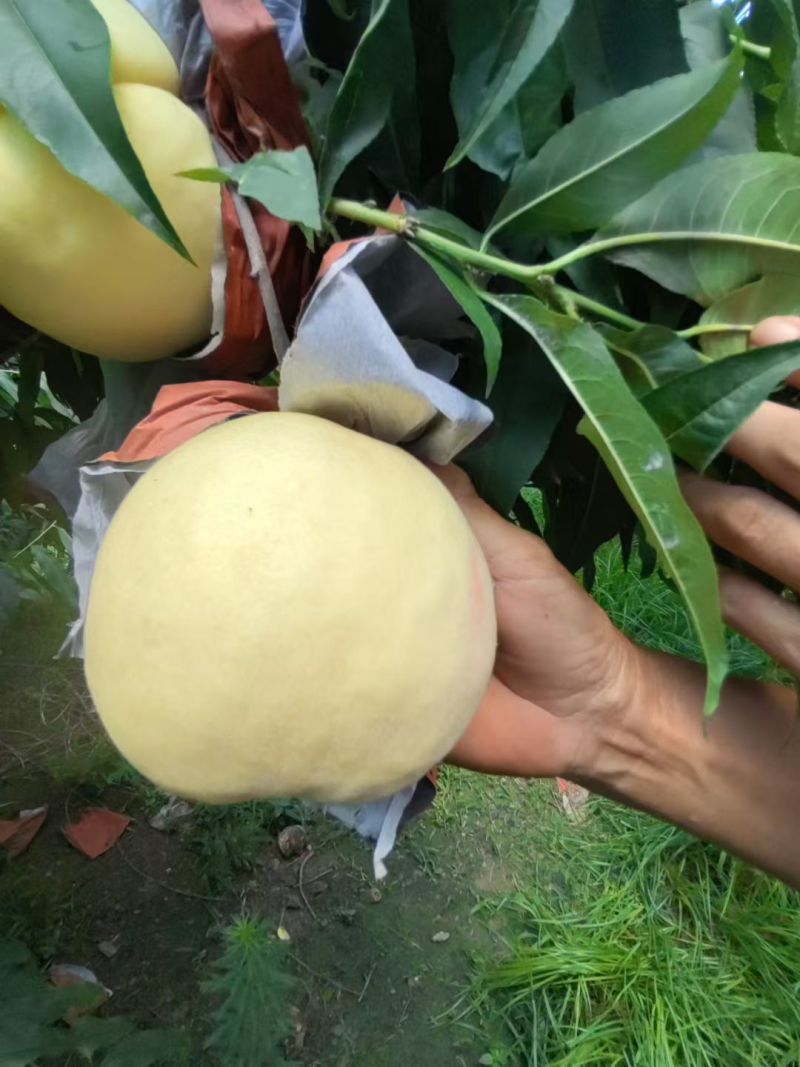 大量现货秋彤8月15号左右开园六两起步糖度高