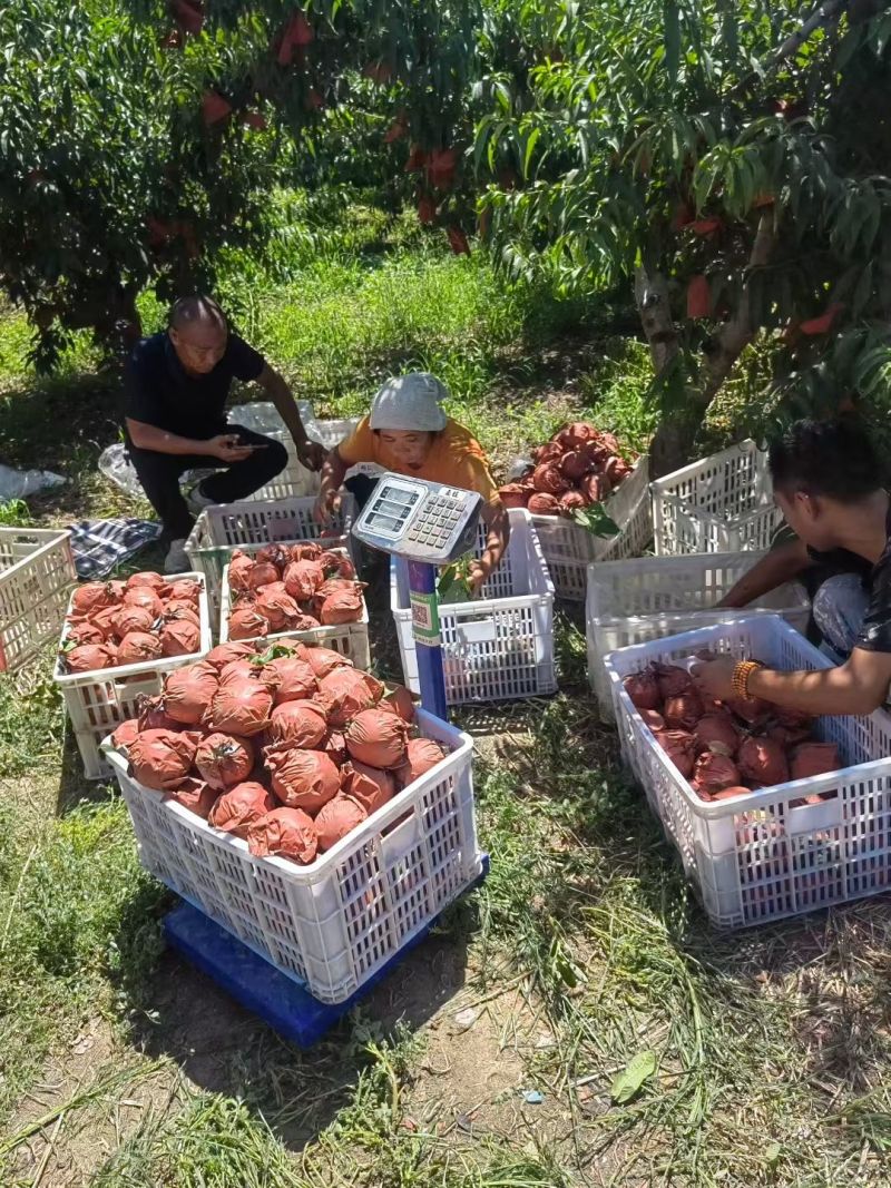 大量现货秋彤8月15号左右开园六两起步糖度高
