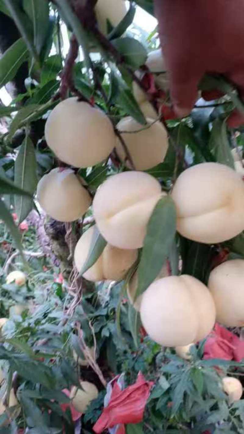 大量现货秋彤8月15号左右开园六两起步糖度高
