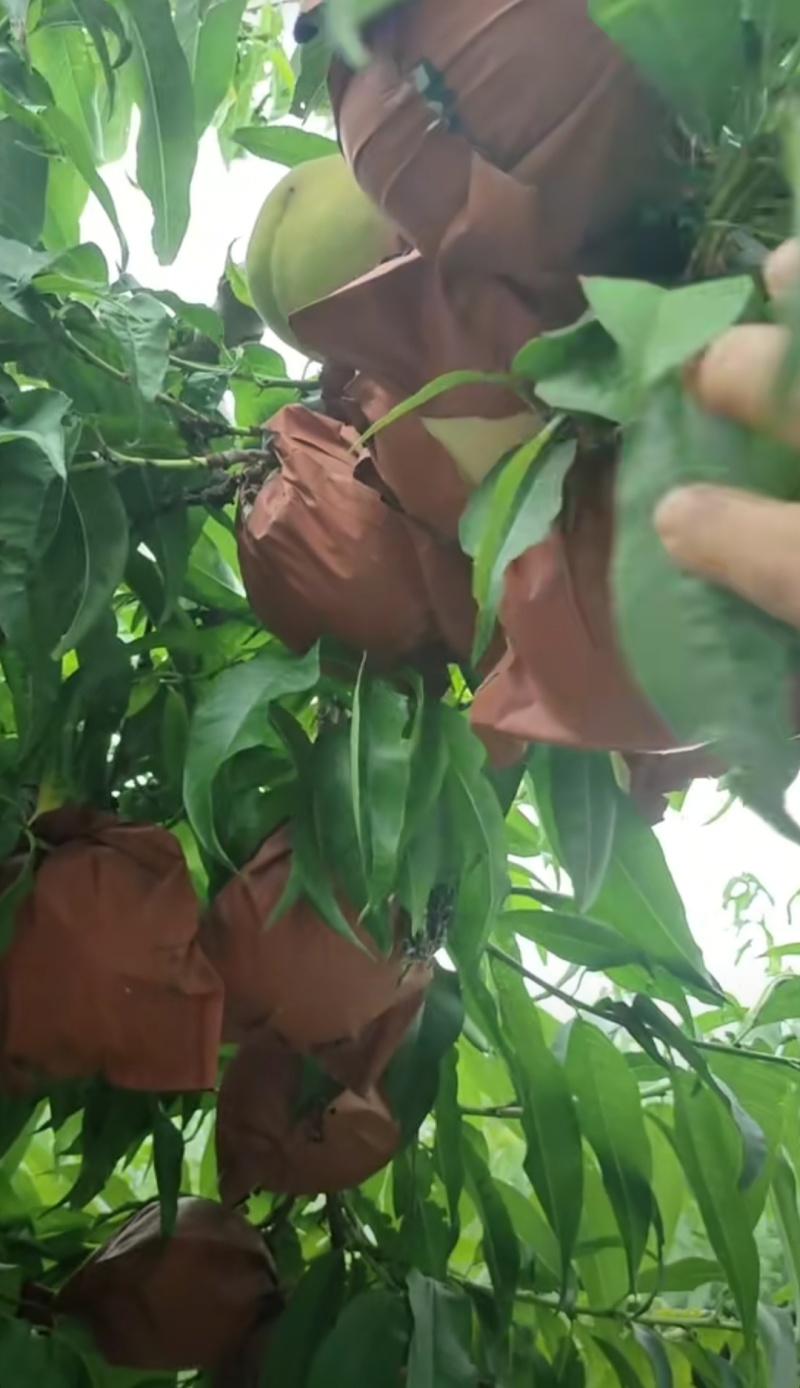 大量现货秋彤8月15号左右开园六两起步糖度高