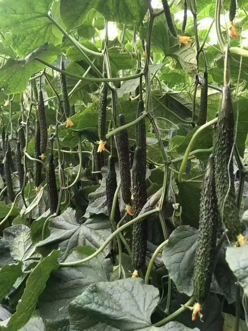 山东黄瓜蜜刺，顶花带刺，大量供应一手货源，支持全国发货