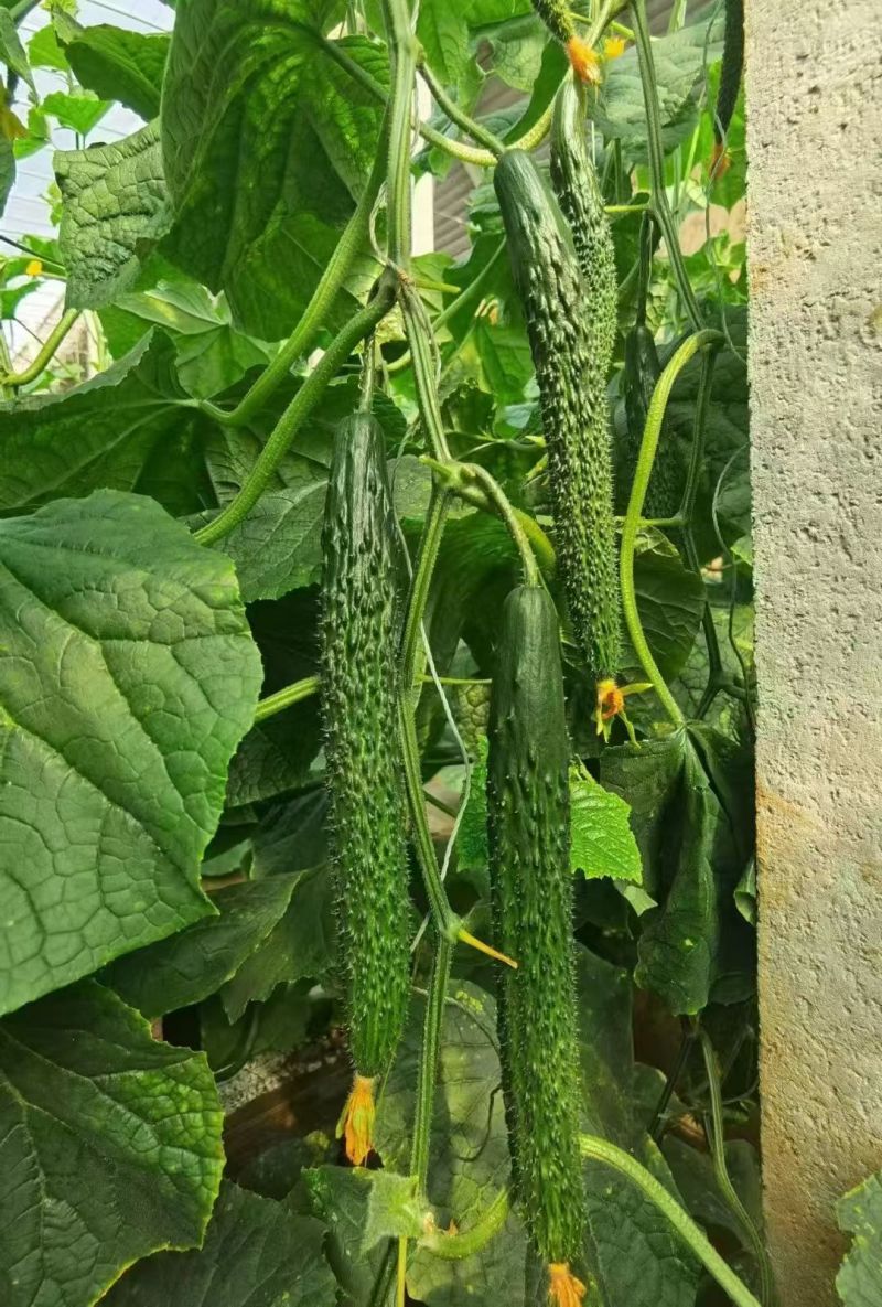 山东黄瓜蜜刺，顶花带刺，大量供应一手货源，支持全国发货